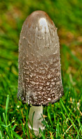 Frontyard Mushroom