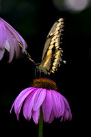 Backyard Butterfly Aug 2014