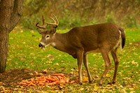 Backyard Deer 2006