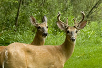 Backyard Deer 2007