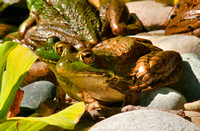 Backyard Frogs 2010